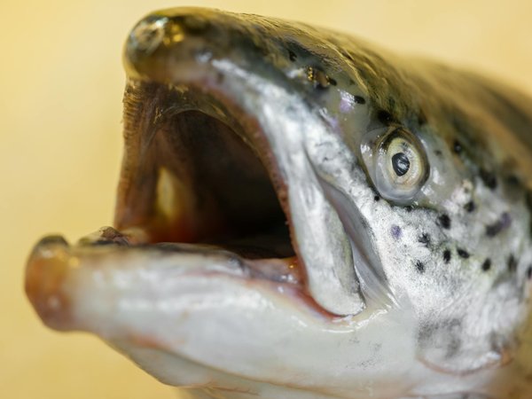 Exploring Cutting-Edge Innovations in Stem Cell Therapy for Heart Tissue Regeneration